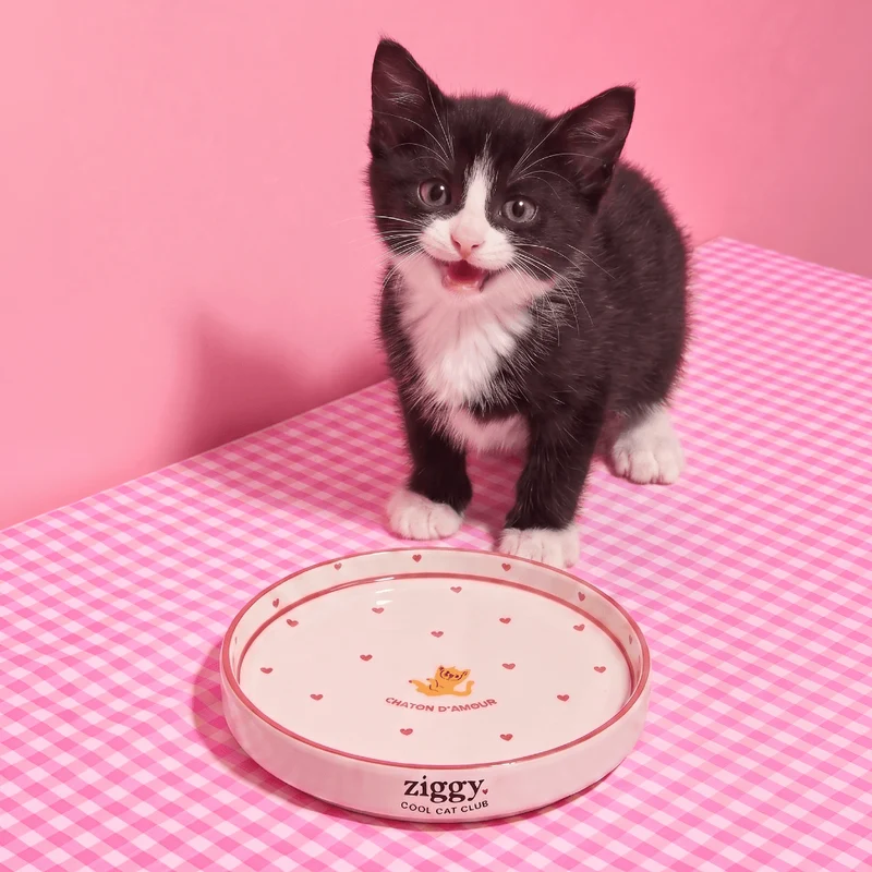 Assiette - Chaton d'Amour