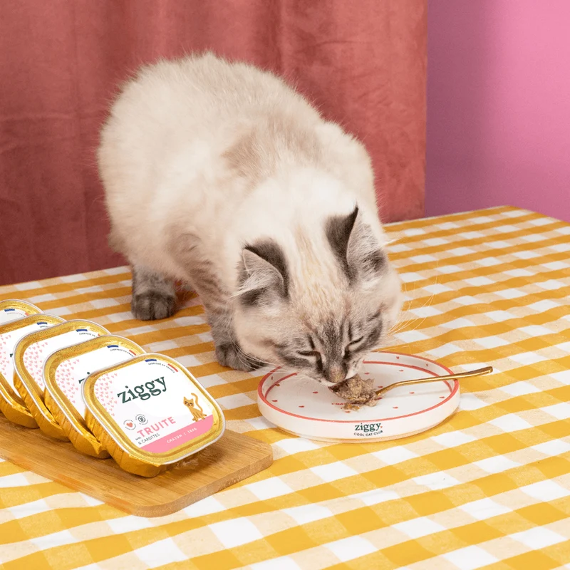 Assiette - Chaton d'Amour
