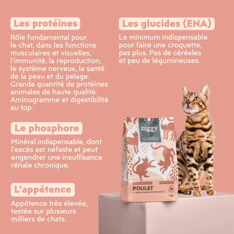 Échantillons Croquettes Chat & Chaton