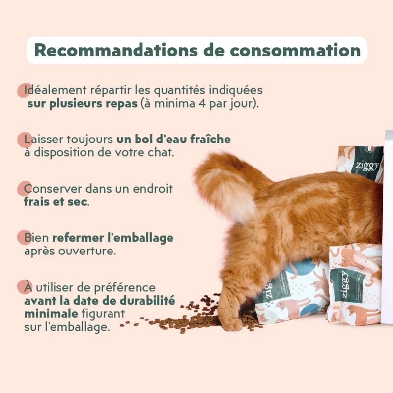 Échantillons Croquettes Chat & Chaton