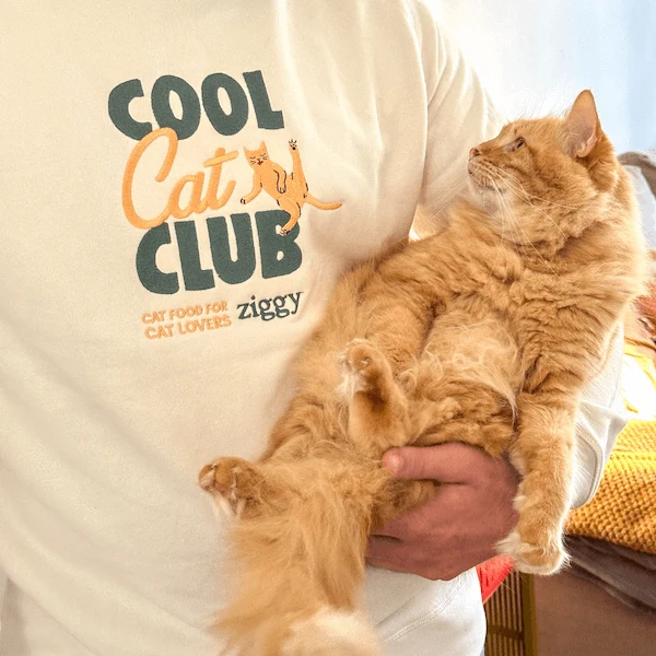 Pull Ziggy - Cool Cat Club
