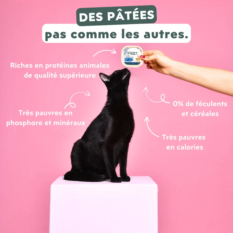 Kit échantillons Chat & Chaton
