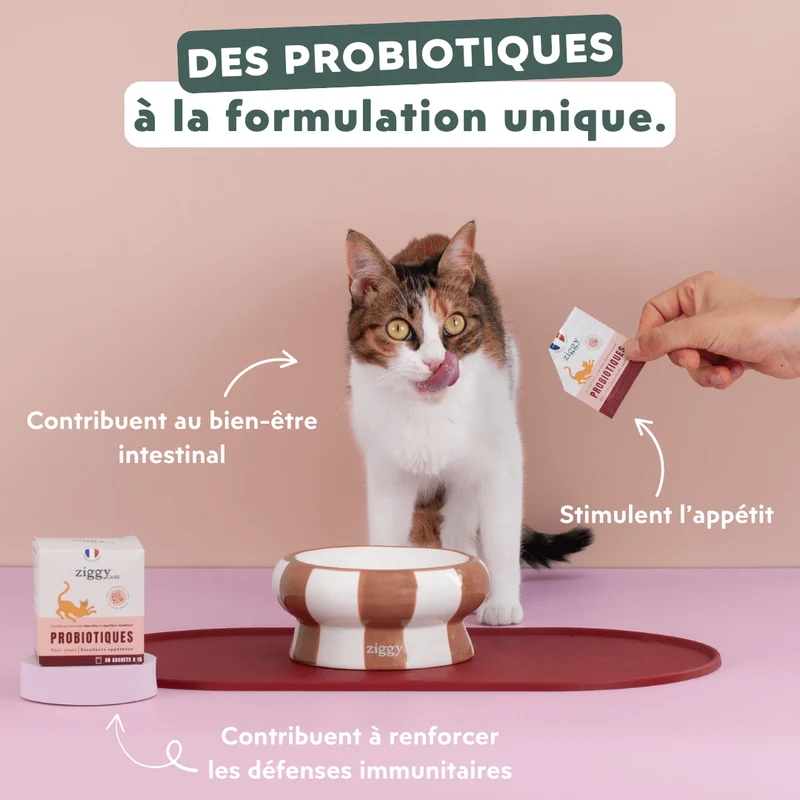 Kit échantillons Chat & Chaton