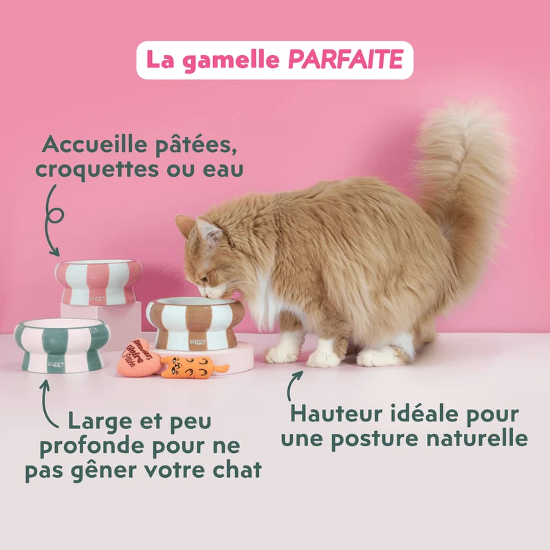 Gamelle pour chat - Cool Cat Club