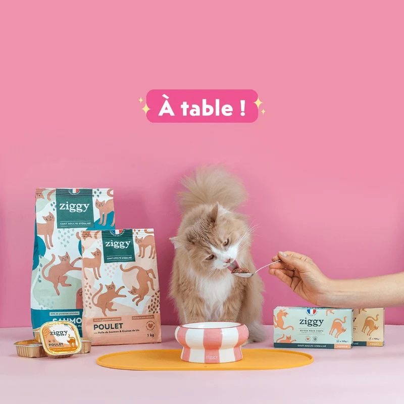Tapis de Gamelle pour chat - Cool Cat Club