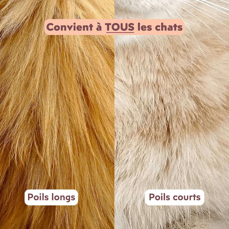 La brosse française - pour chats