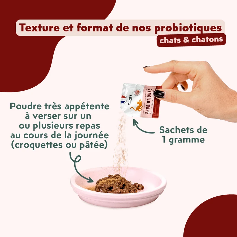 Probiotiques Chat - Flore Digestive