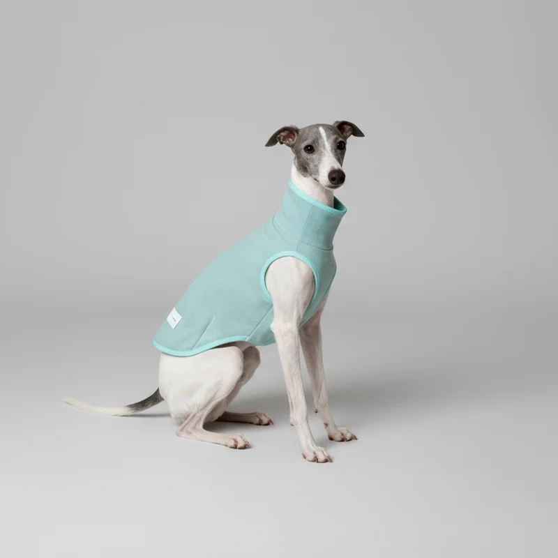 Pull Elégant Pour Lévrier Italien Et Whippet
