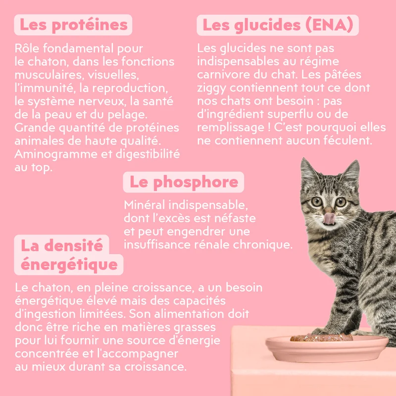 Pâtée Chaton Sans Céréales - Truite