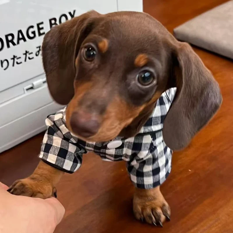 Chemise A Carreaux Pour Chien Teckel
