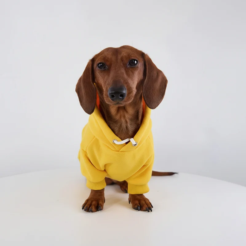 Sweat Coloré A Capuche Pour Chien Teckel