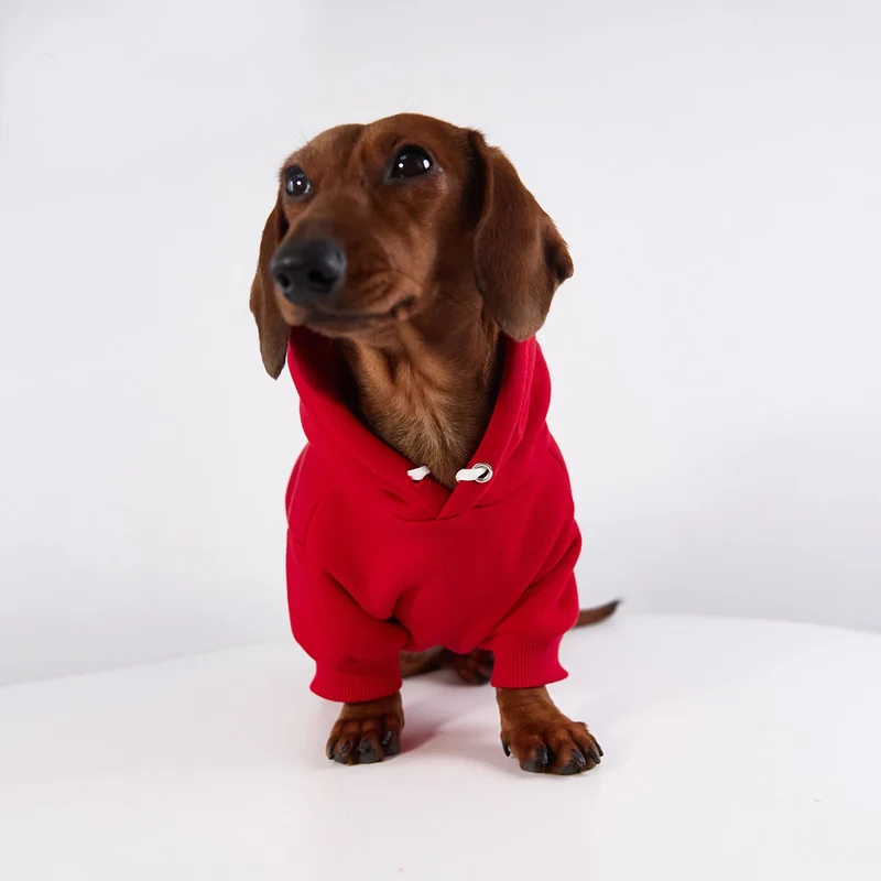 Sweat Coloré A Capuche Pour Chien Teckel
