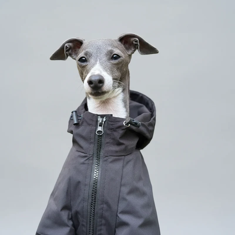 Veste Imperméable A Capuche Pour Lévrier Et Whippet