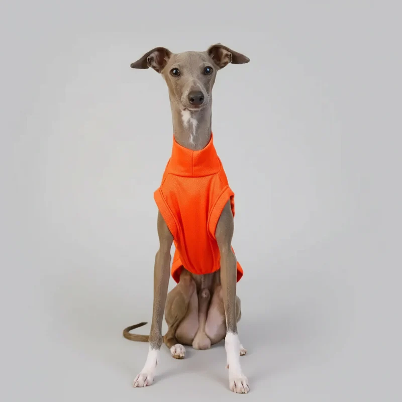 T-shirt Respirant Pour Chien Lévrier Et Whippet