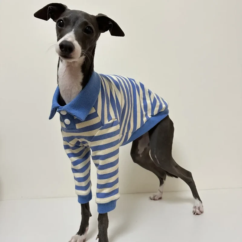 Polo En Coton Rayé Pour Lévrier Italien Et Whippet