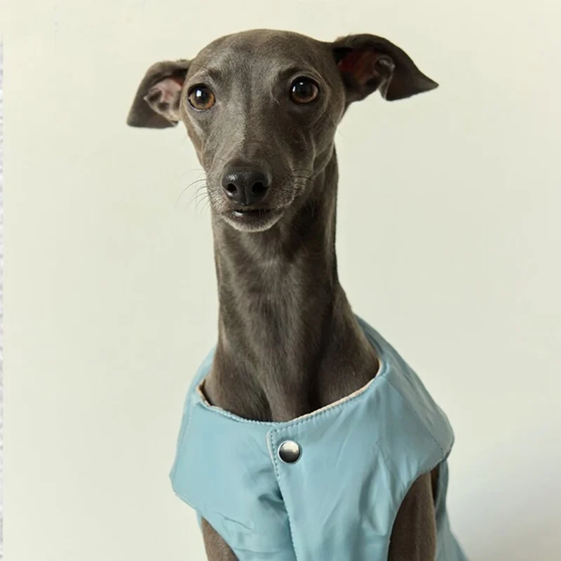 Veste Chaude Pour Chien Lévrier Et Whippet