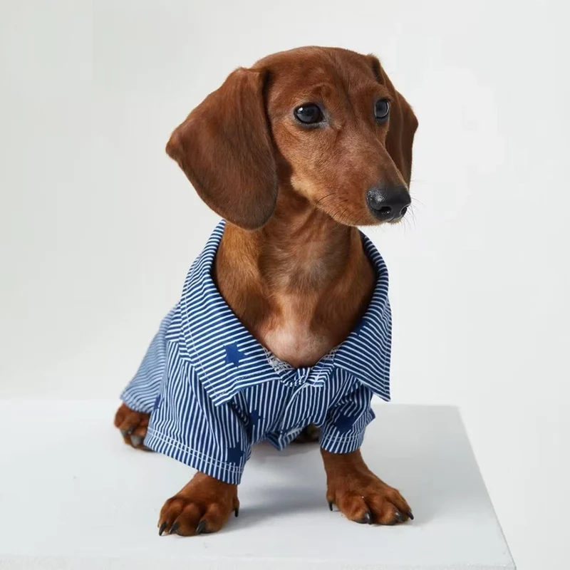 Chemise bleue teckel - Vêtement chien élégant et confortable