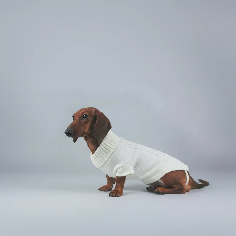 Pull Élégant Tricoté Pour Chien Teckel