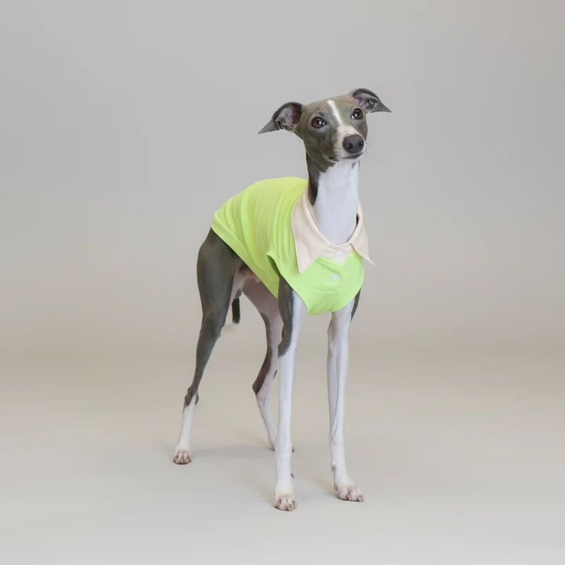 Polo Respirant Pour Chien Lévrier Italien Et Whippet