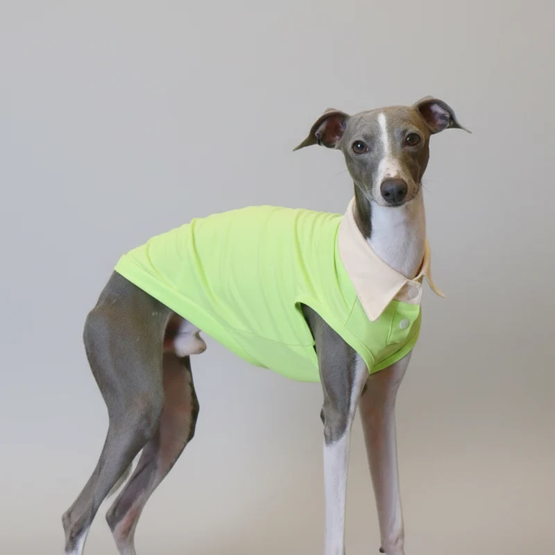 Polo Respirant Pour Chien Lévrier Italien Et Whippet