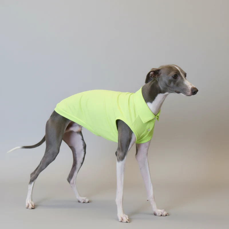 Polo Respirant Pour Chien Lévrier Italien Et Whippet