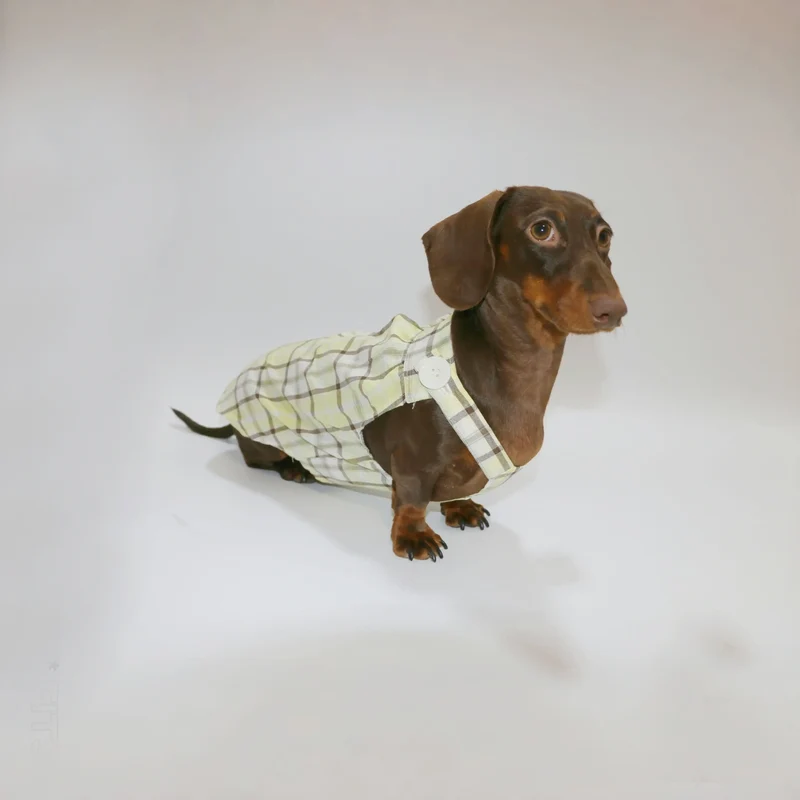 Combinaison Été Léger Pour Chien Teckel