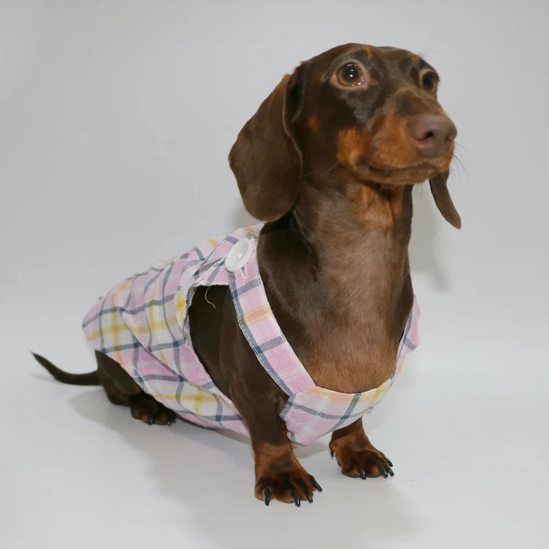 Combinaison Été Léger Pour Chien Teckel