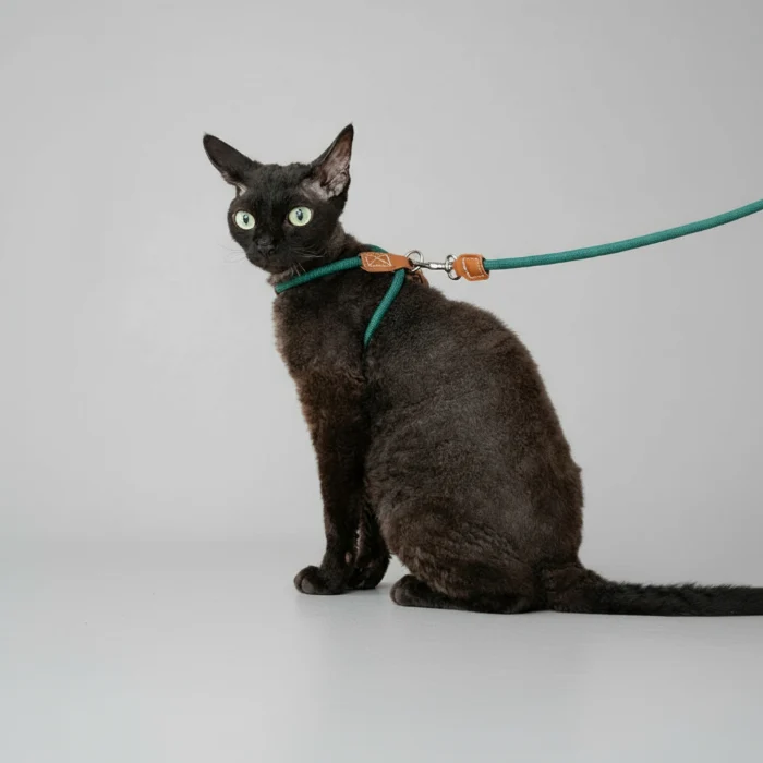 Harnais Réglable Pour Chat Avec Laisse Coordonnée