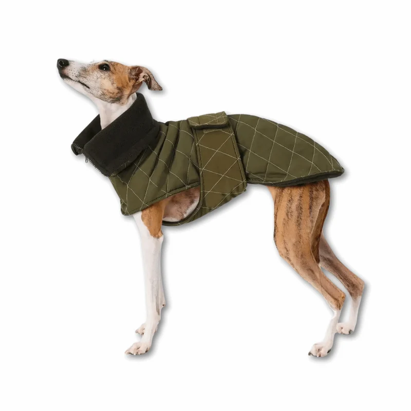 Veste Élégante Et Réglable Pour Lévrier