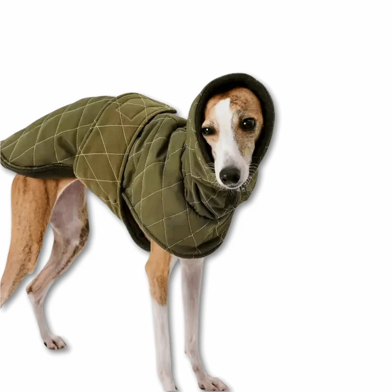 Veste Élégante Et Réglable Pour Lévrier
