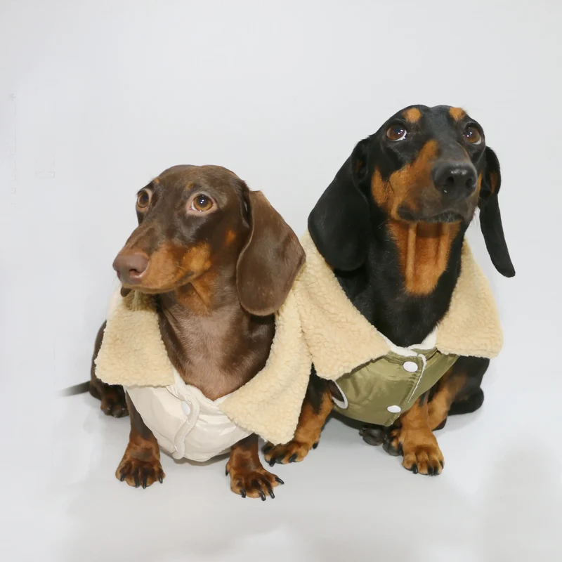 Manteau Teckel Pour Confort Optimal