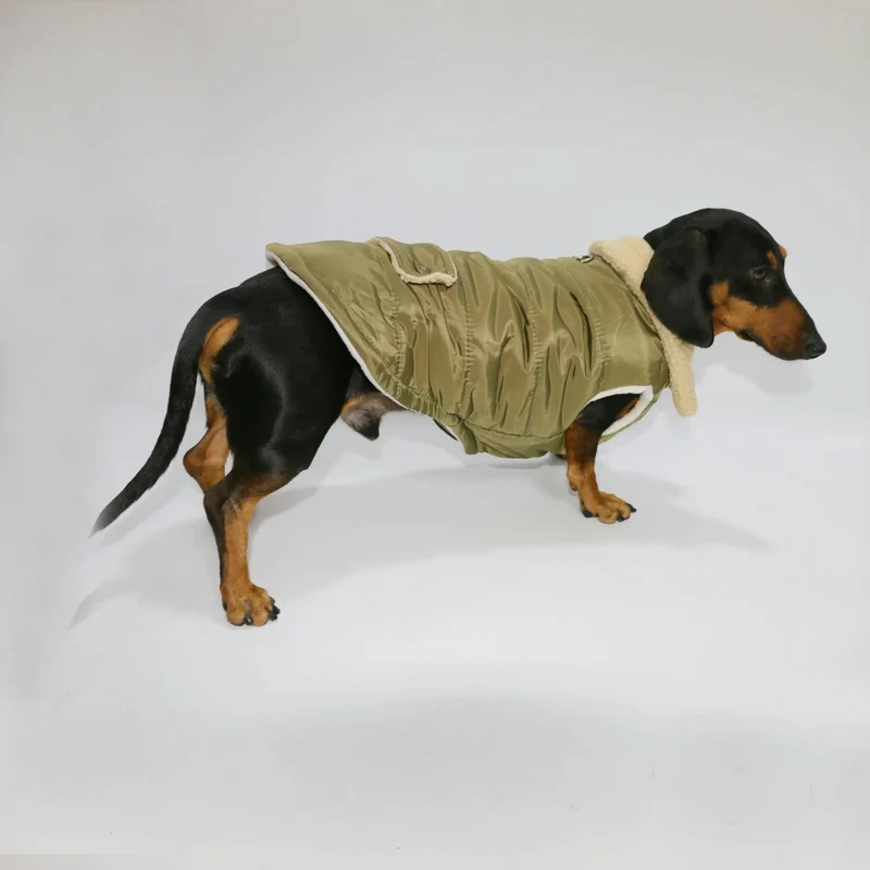 Manteau Teckel Pour Confort Optimal
