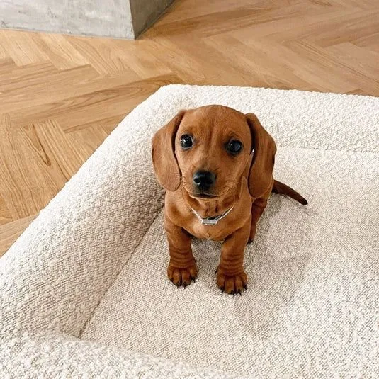 Lit confortable pour chien – coussin orthopédique en mousse mémoire
