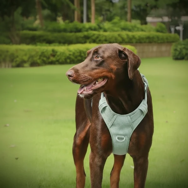 Harnais Velours Confort Et Résistant Pour Chien