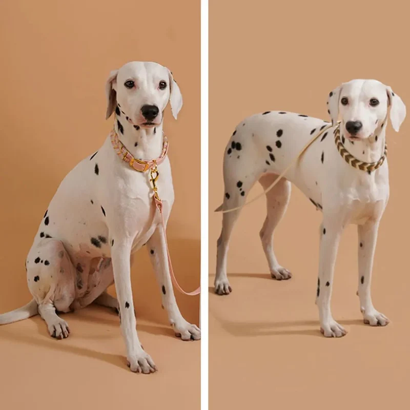 Collier Elégant En Fil Tressé Pour Chien
