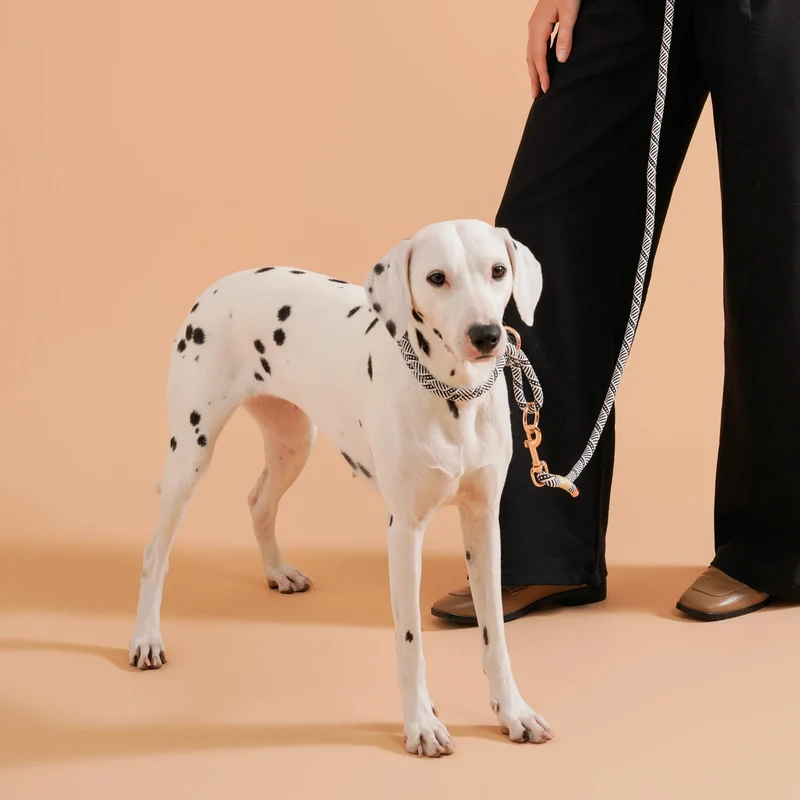 Collier Réglable Coulissant En Nylon Pour Chien