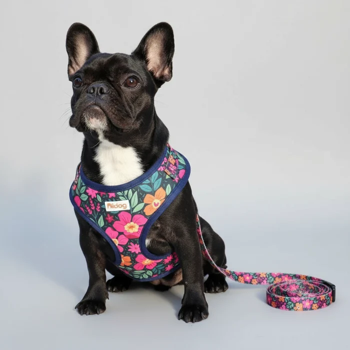 Ensemble harnais et laisse à motif pour chien