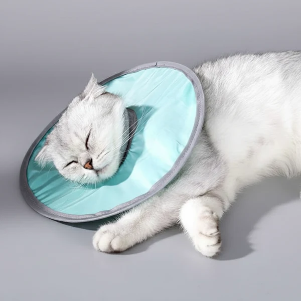 Collerette waterproof pour chat : conseil et protection