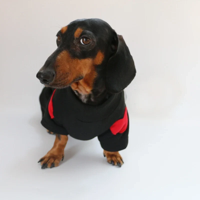 Sweat Love Pour Teckel Confortable En Coton Doux