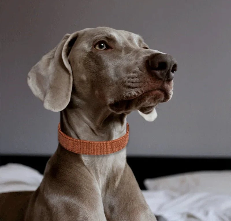 Collier Couture Chien Résistant Et Design