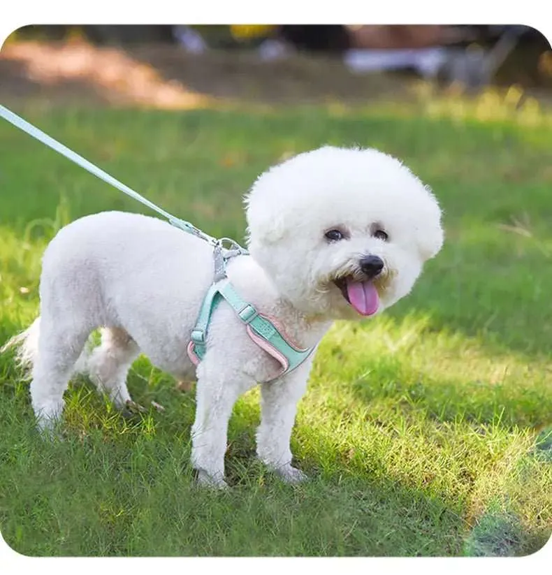 Ensemble Harnais Et Laisse Résistant Pour Chien