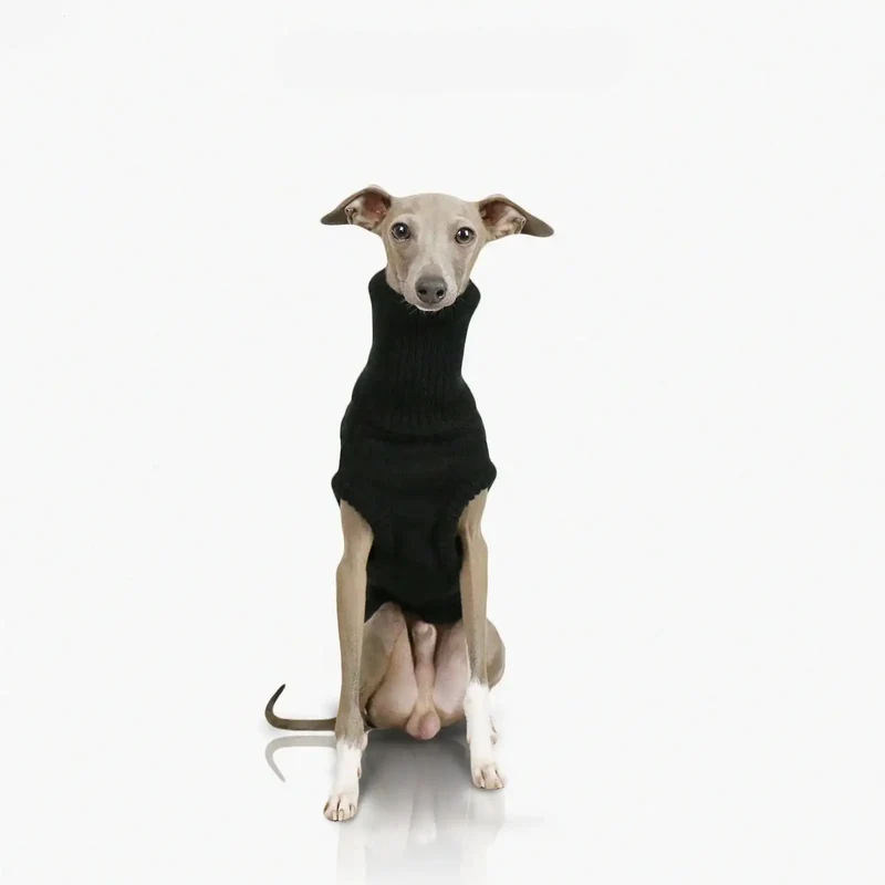 Pull Col Haut En Laine Douce Pour Whippet Et Lévrier