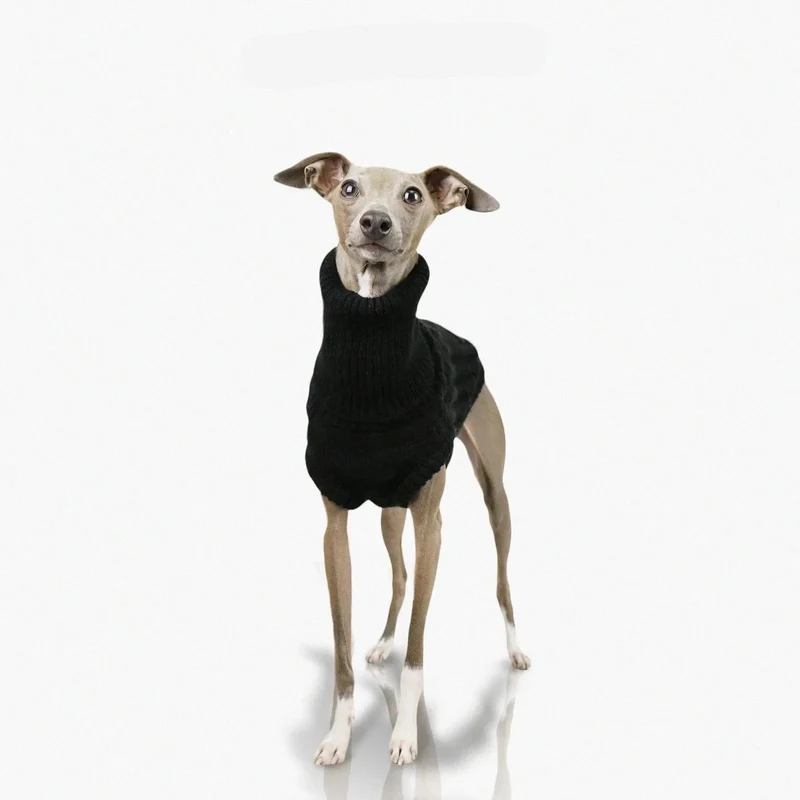 Pull Col Haut En Laine Douce Pour Whippet Et Lévrier