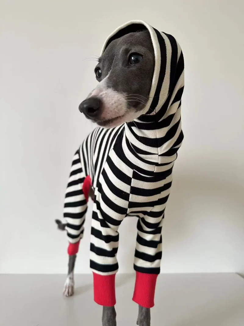 Pull rayé pour chien Oscar et Plume : chaleur douillette et allure chic