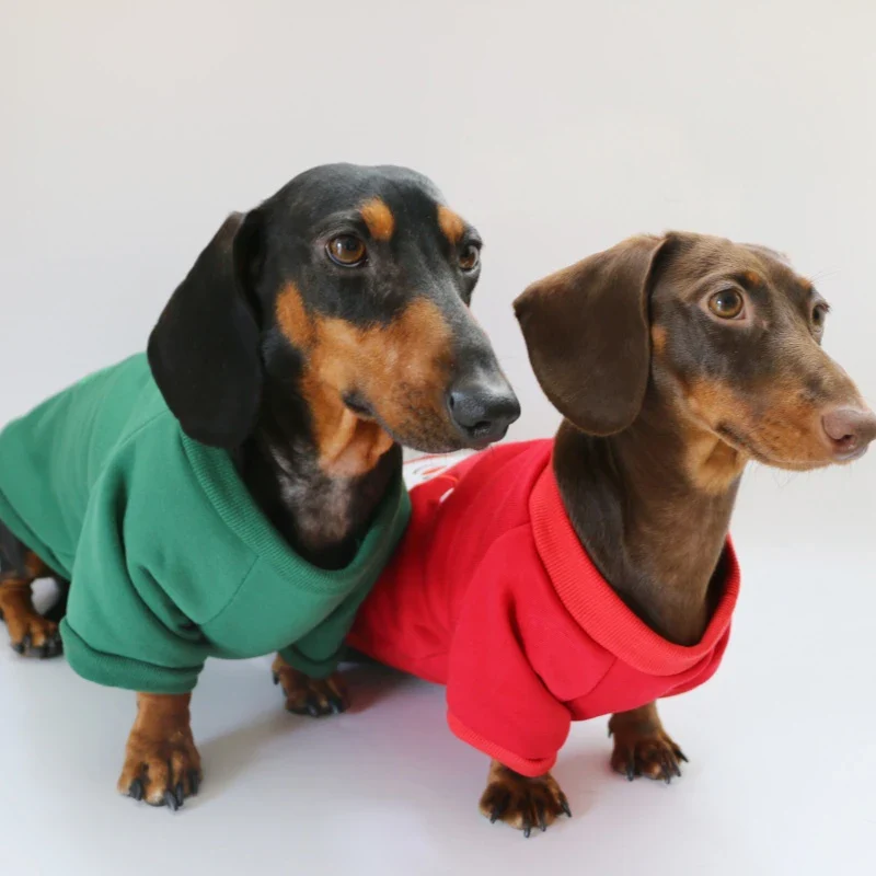 Pull pour teckel Noël