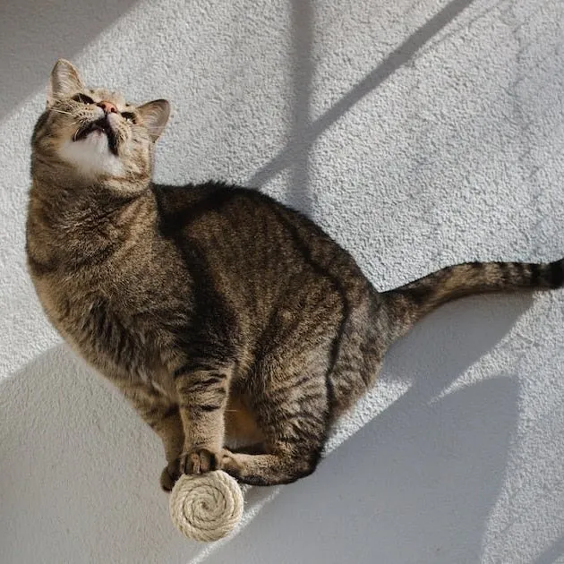 Marches murales pour chat - Escalade design mural