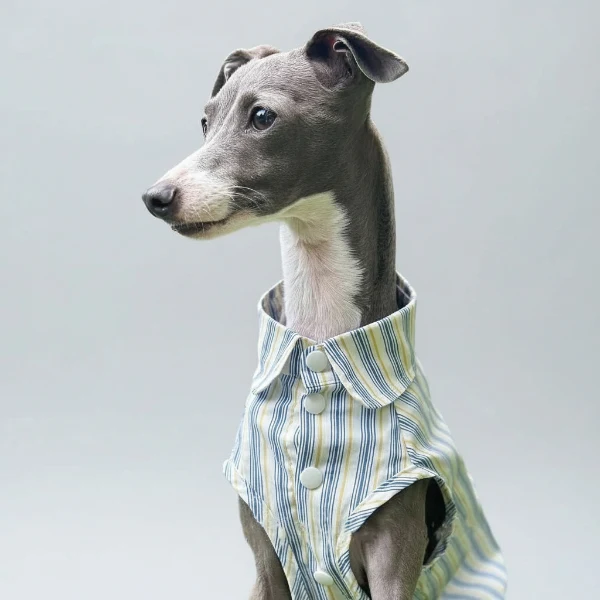 Chemise pour Whippet et lévrier rayée