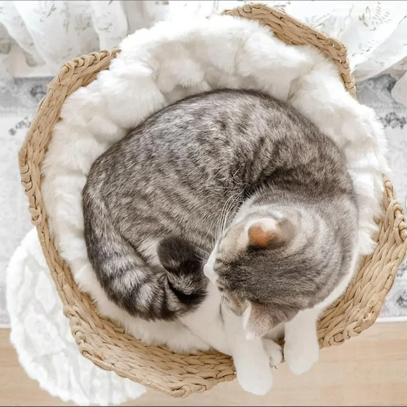 Arbre à Chat Bois | Sylva