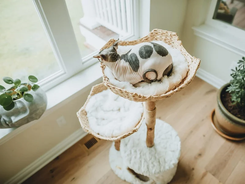 Arbre à Chat Bois | Zénith