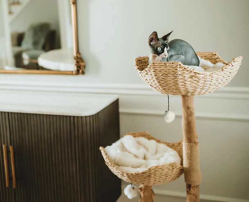 Arbre à Chat Bois | Zénith